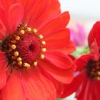 Gerbera