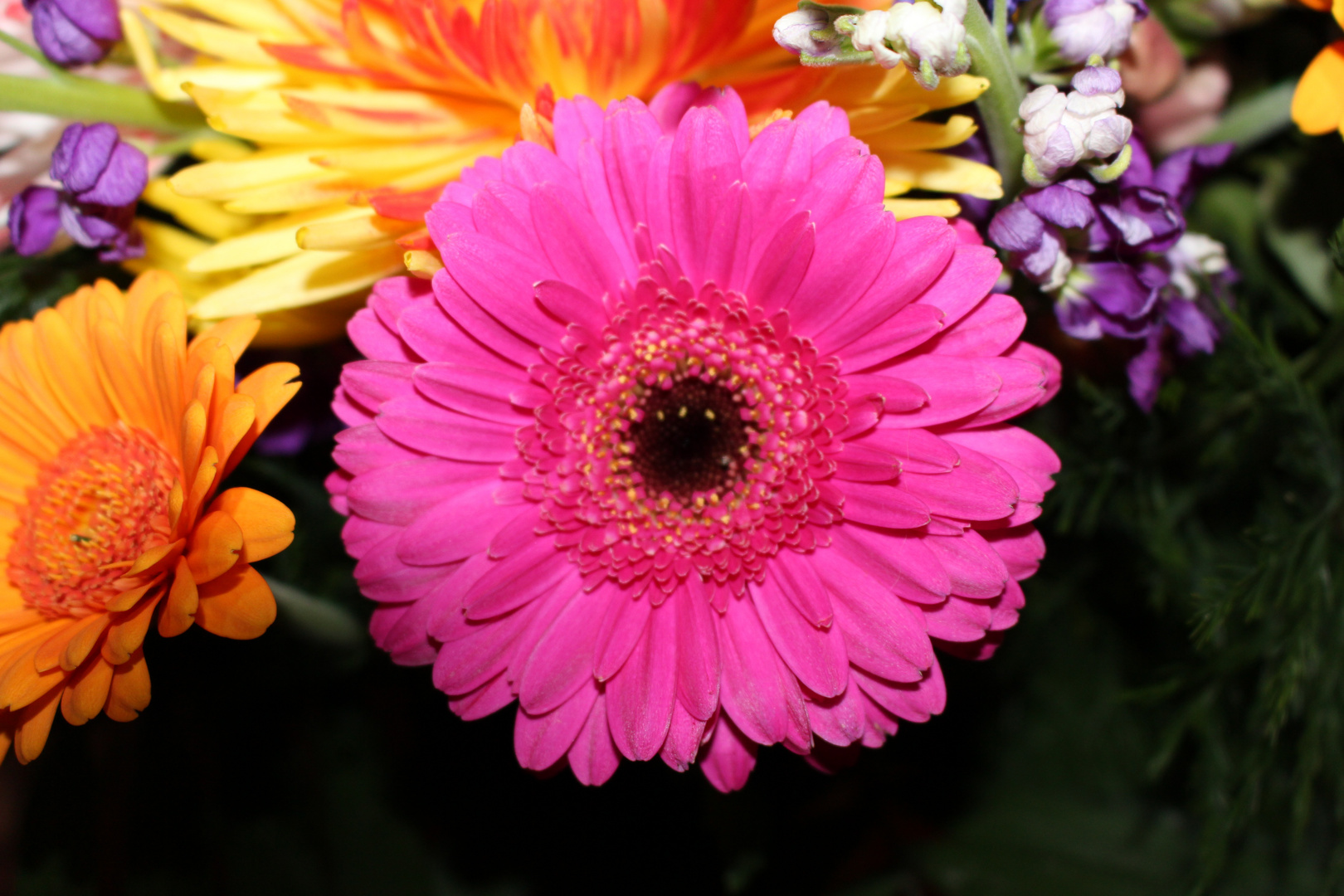 Gerbera