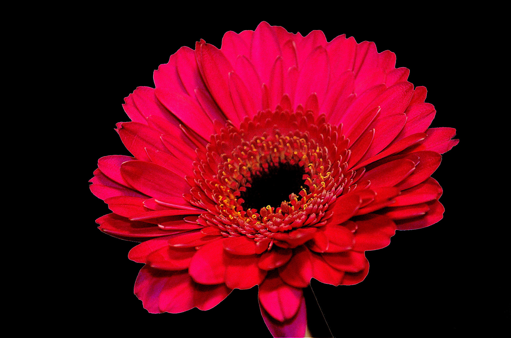 GERBERA