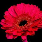 GERBERA