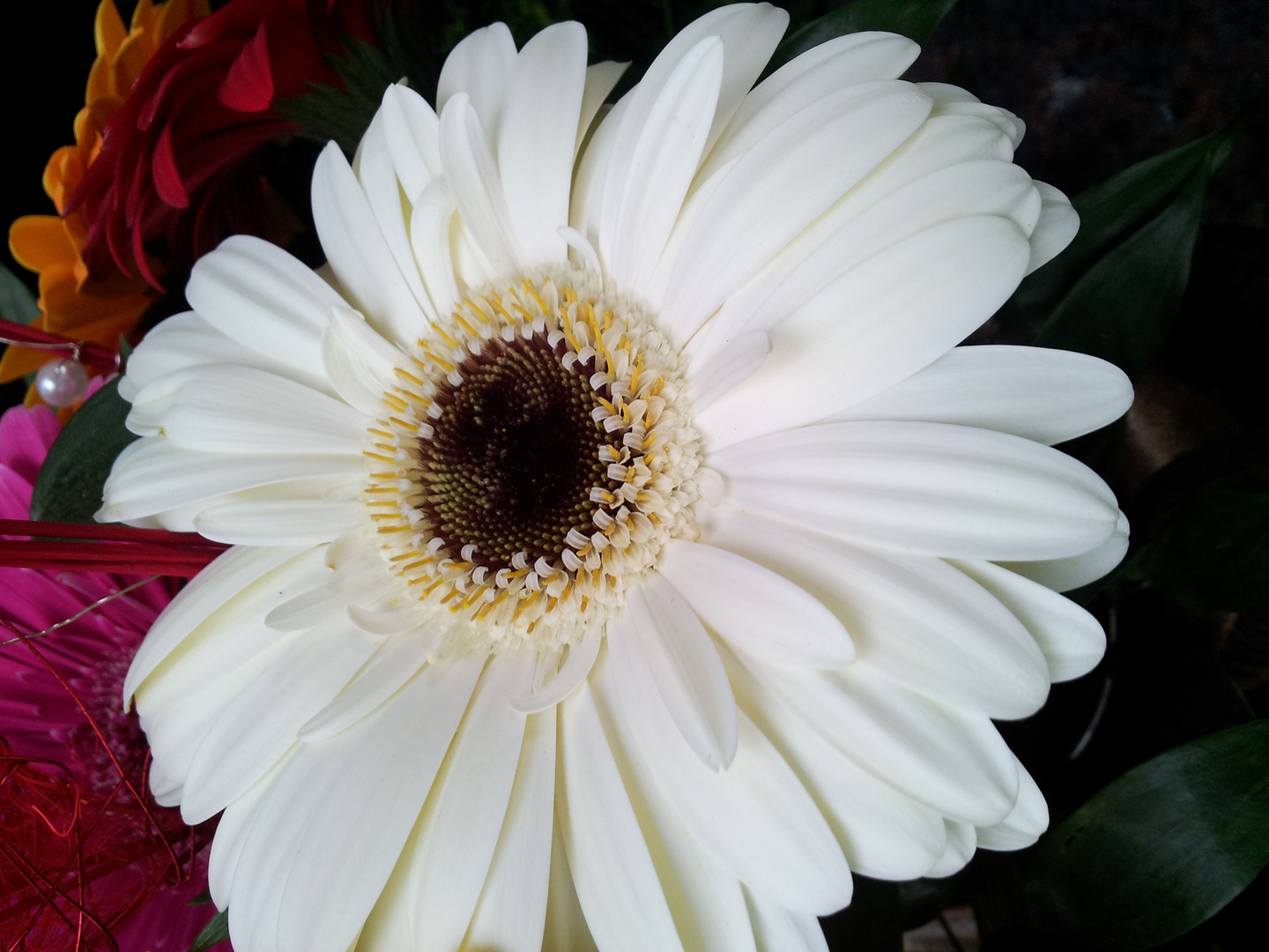 Gerbera