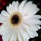 Gerbera