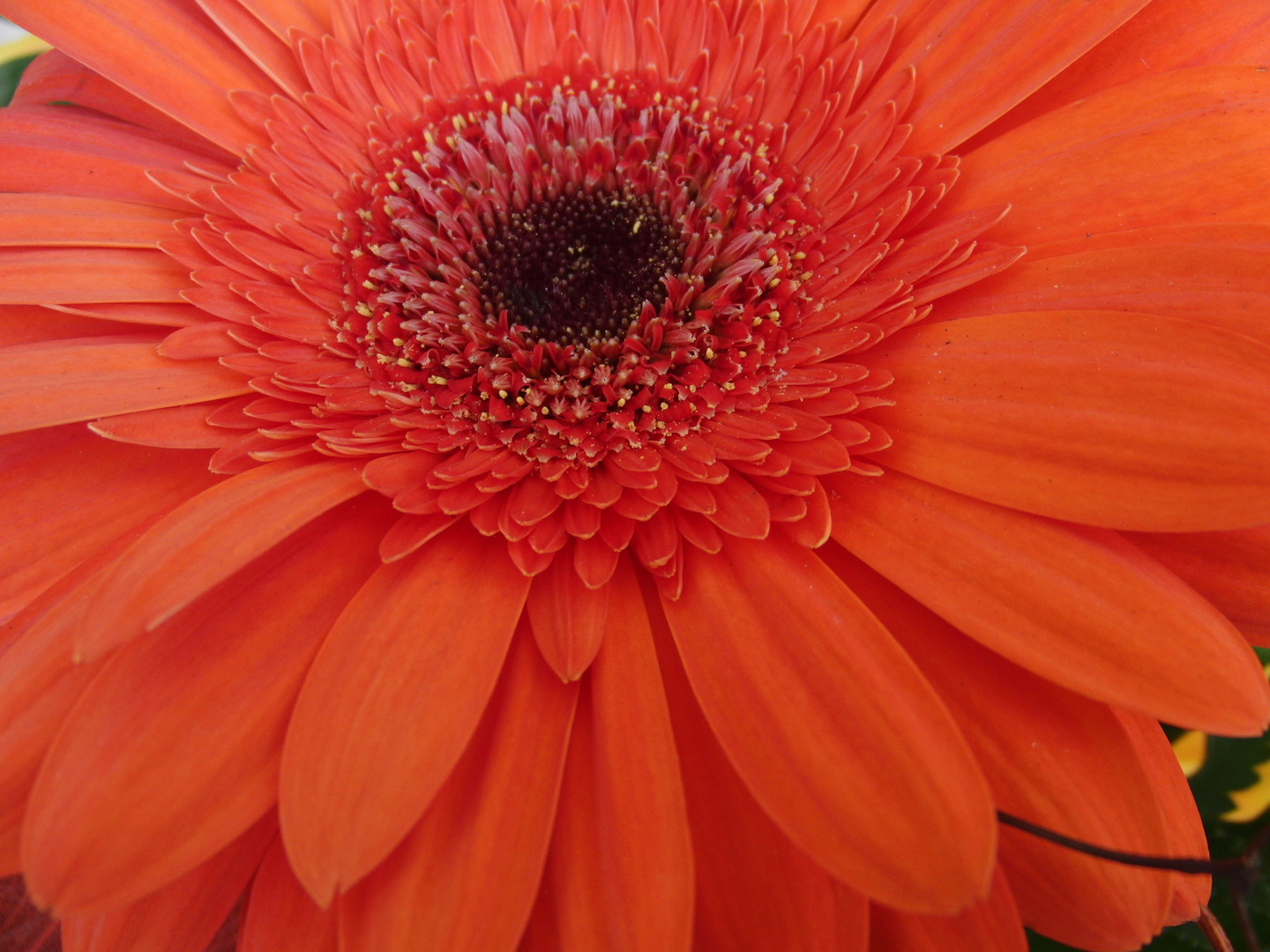 Gerbera