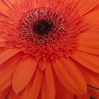 Gerbera