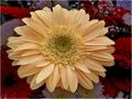 ES: GERBERA von JESUS MARTIN HERNANDEZ 