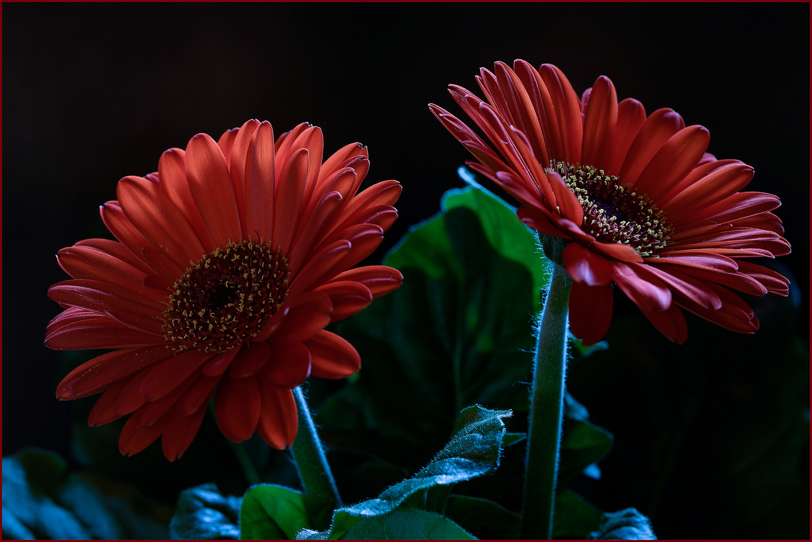 Gerbera