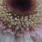 Gerbera