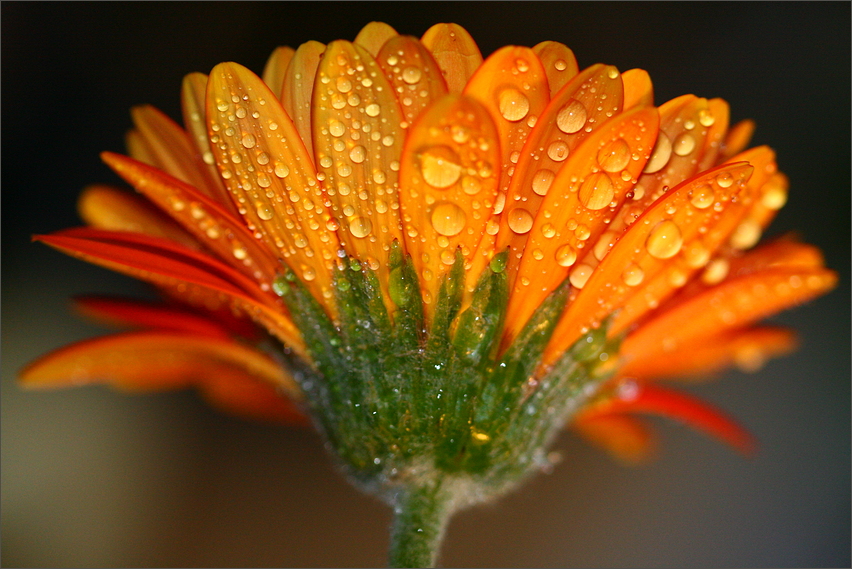 Gerbera