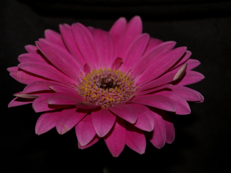 Gerbera