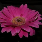 Gerbera