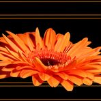 Gerbera