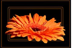 Gerbera