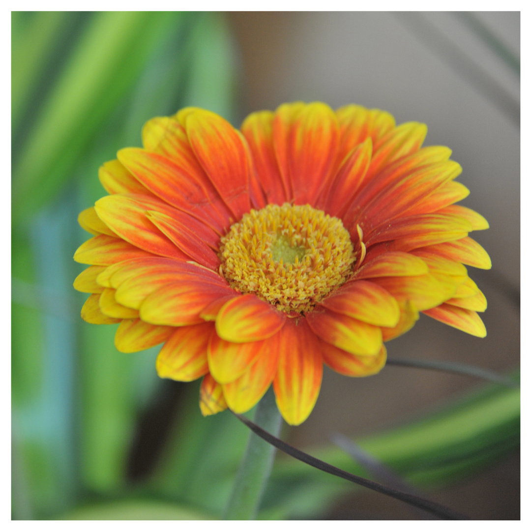 Gerbera