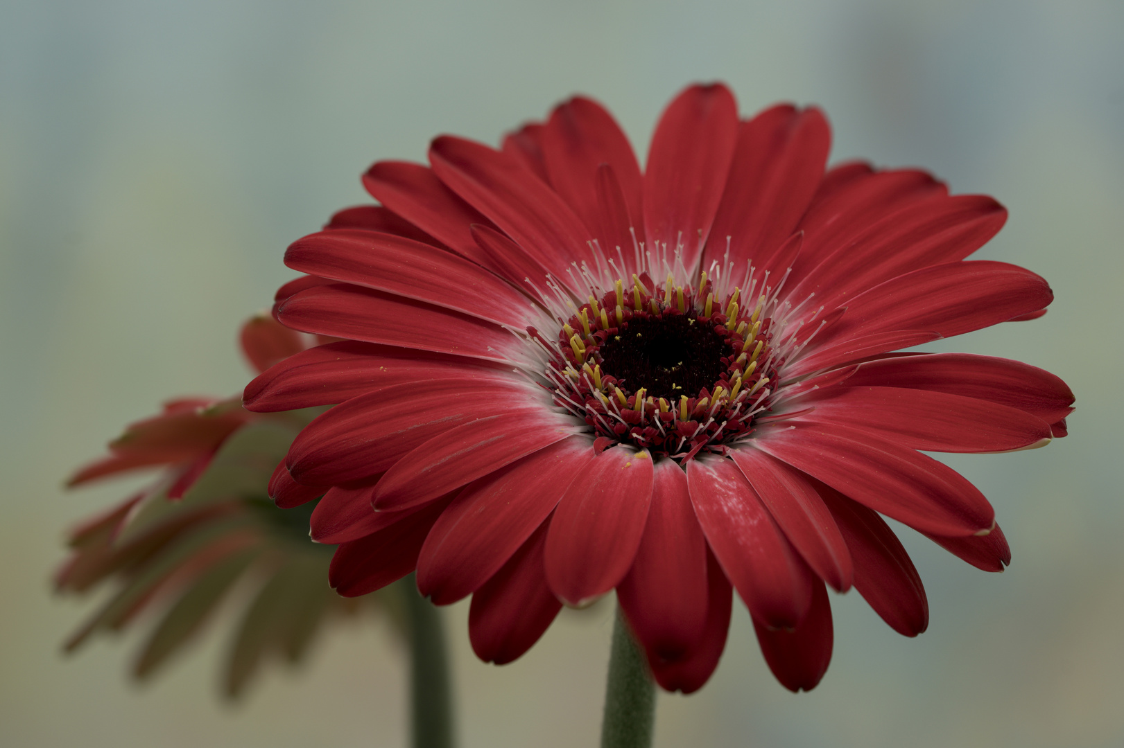 Gerbera