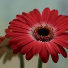 Gerbera