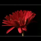 ...Gerbera...