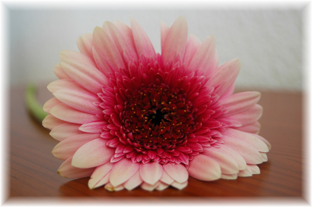 Gerbera