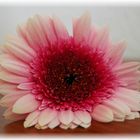 Gerbera