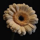 ....Gerbera