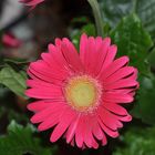 Gerbera