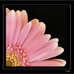 gerbera