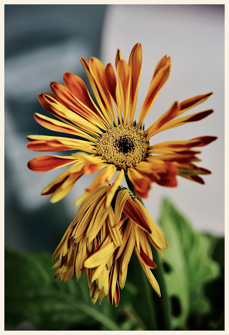 Gerbera 