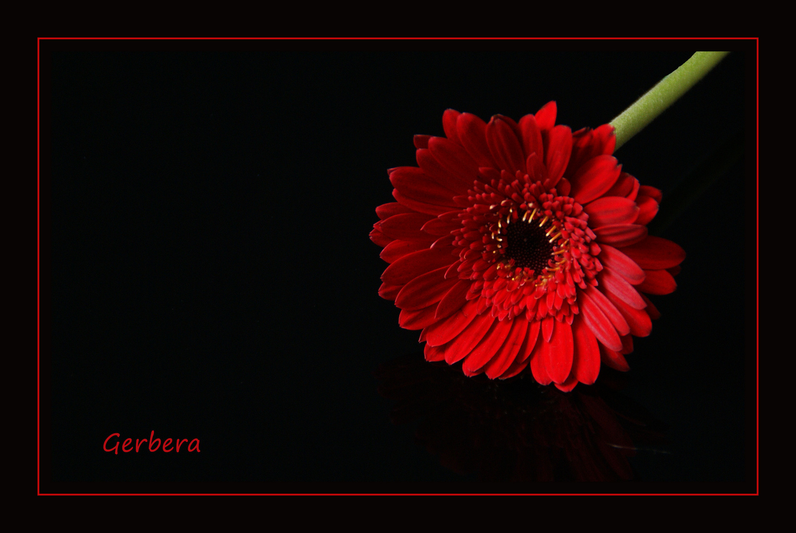 Gerbera