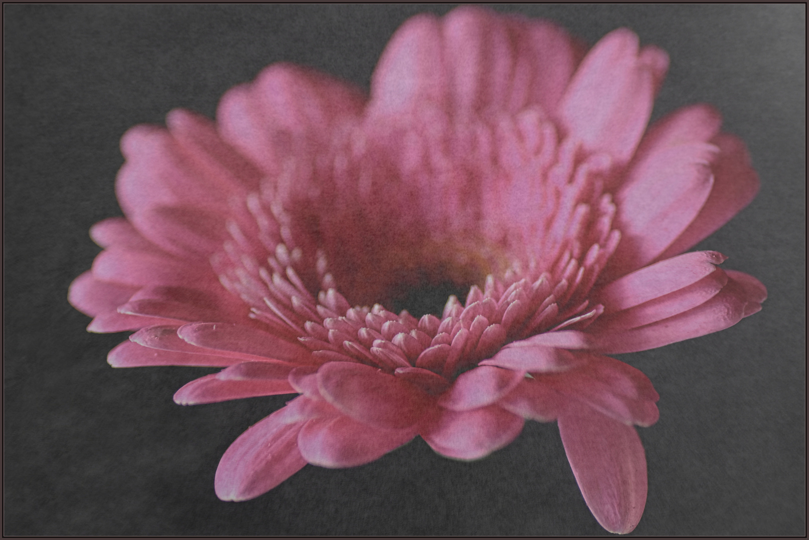 Gerbera