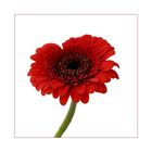 Gerbera