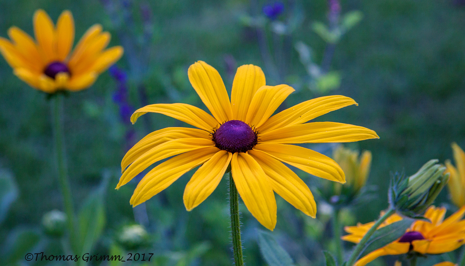 Gerbera