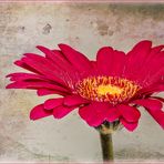 ~ Gerbera ~