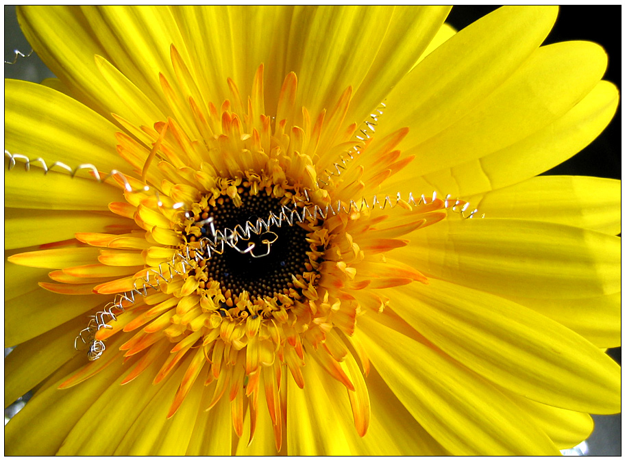 Gerbera