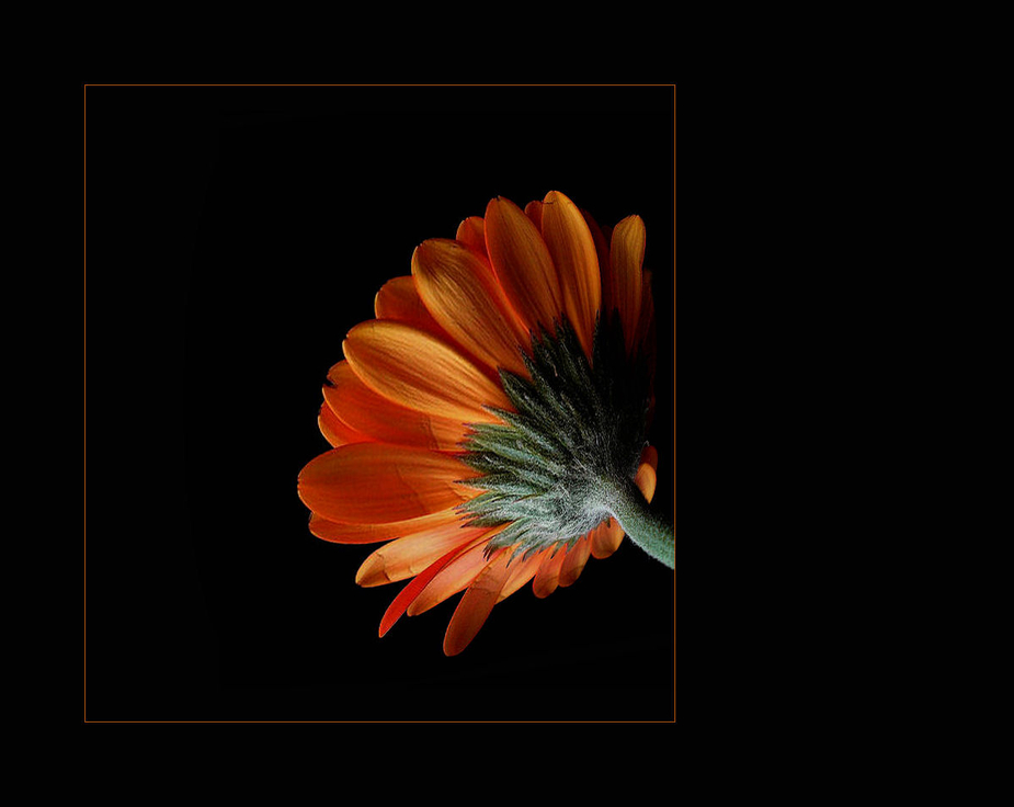 ....Gerbera....