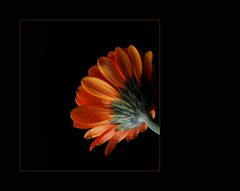 ....Gerbera....