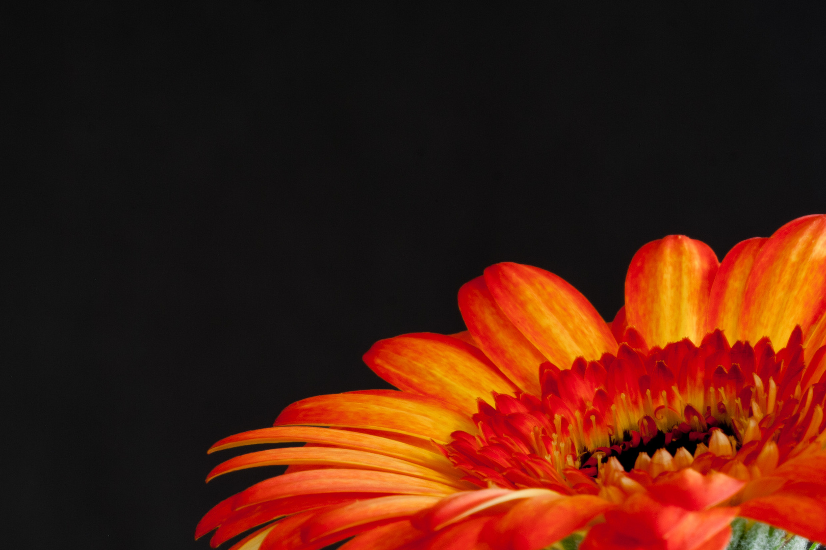 Gerbera