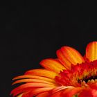 Gerbera