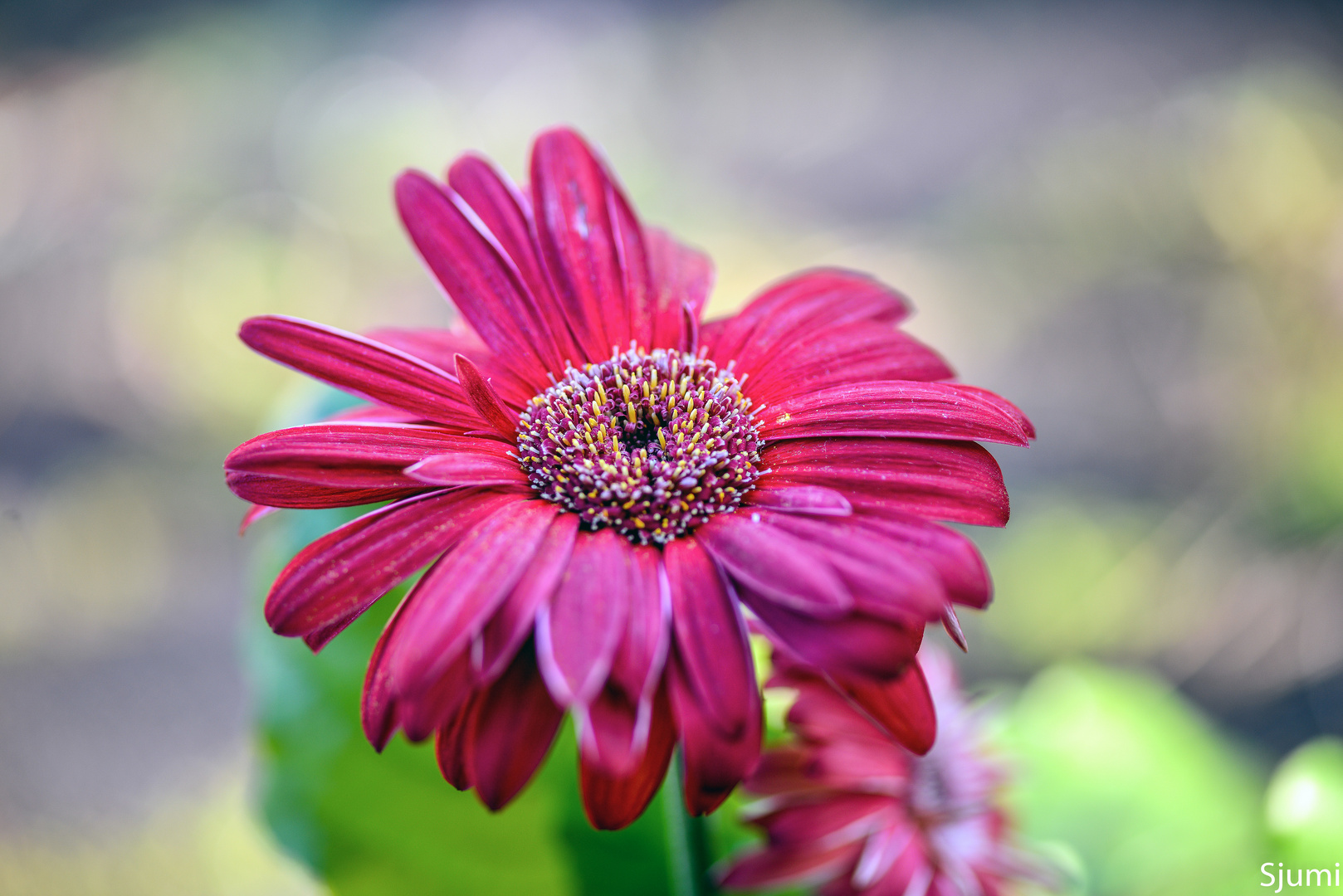 Gerbera