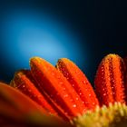 gerbera