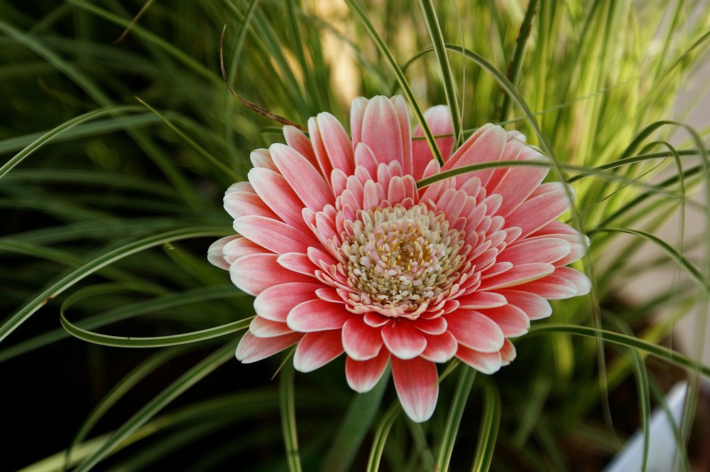 Gerbera