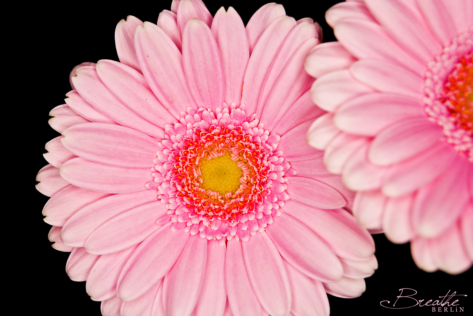 Gerbera