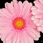 Gerbera