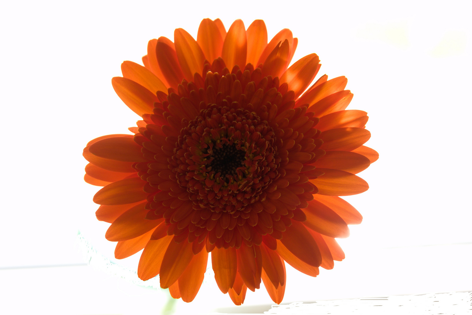 Gerbera 4