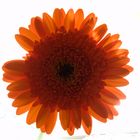 Gerbera 4