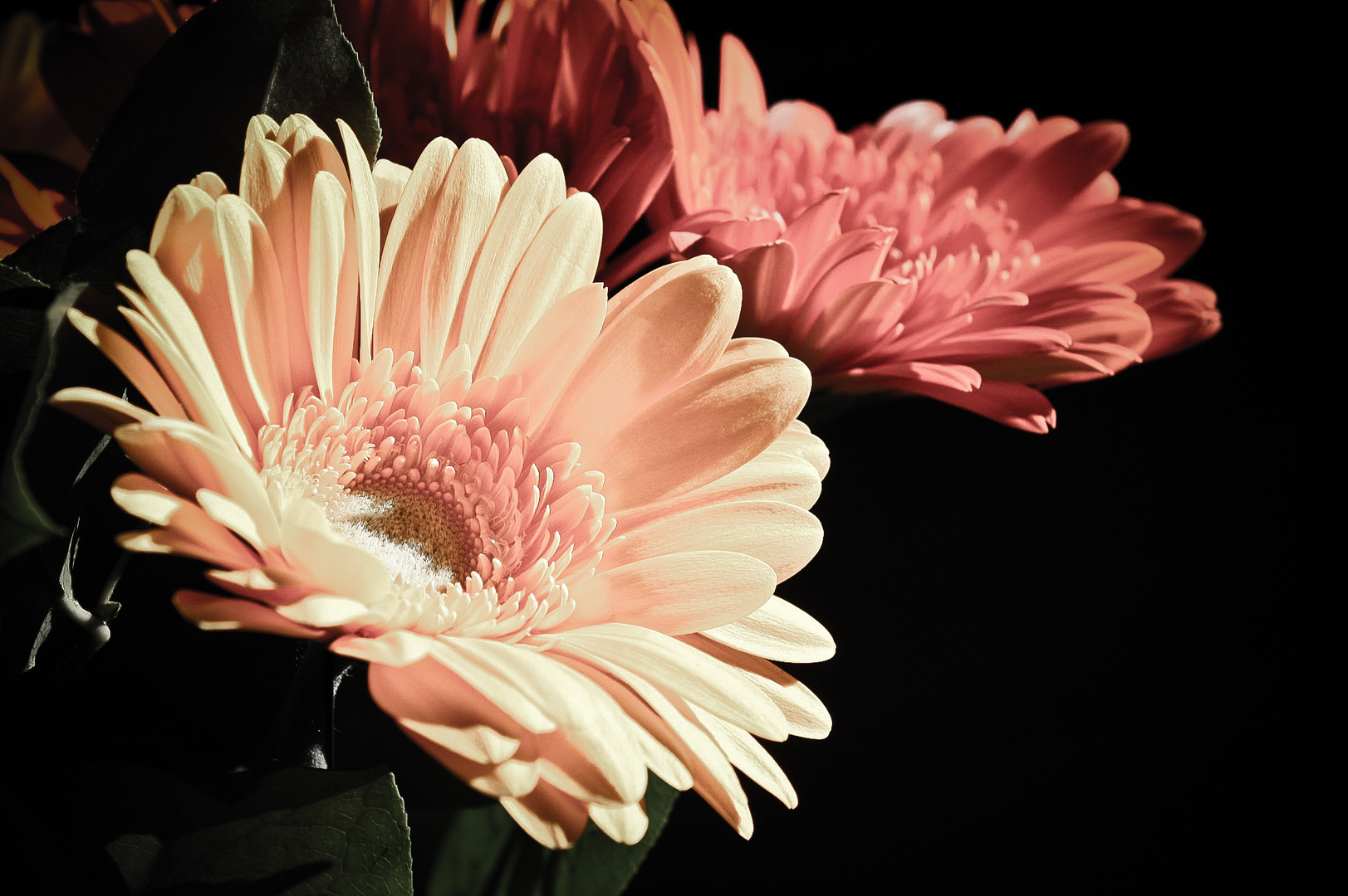 Gerbera 4