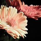 Gerbera 4