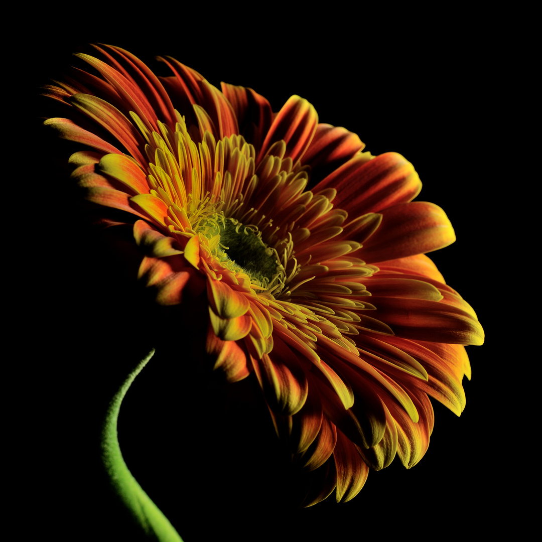 Gerbera 4