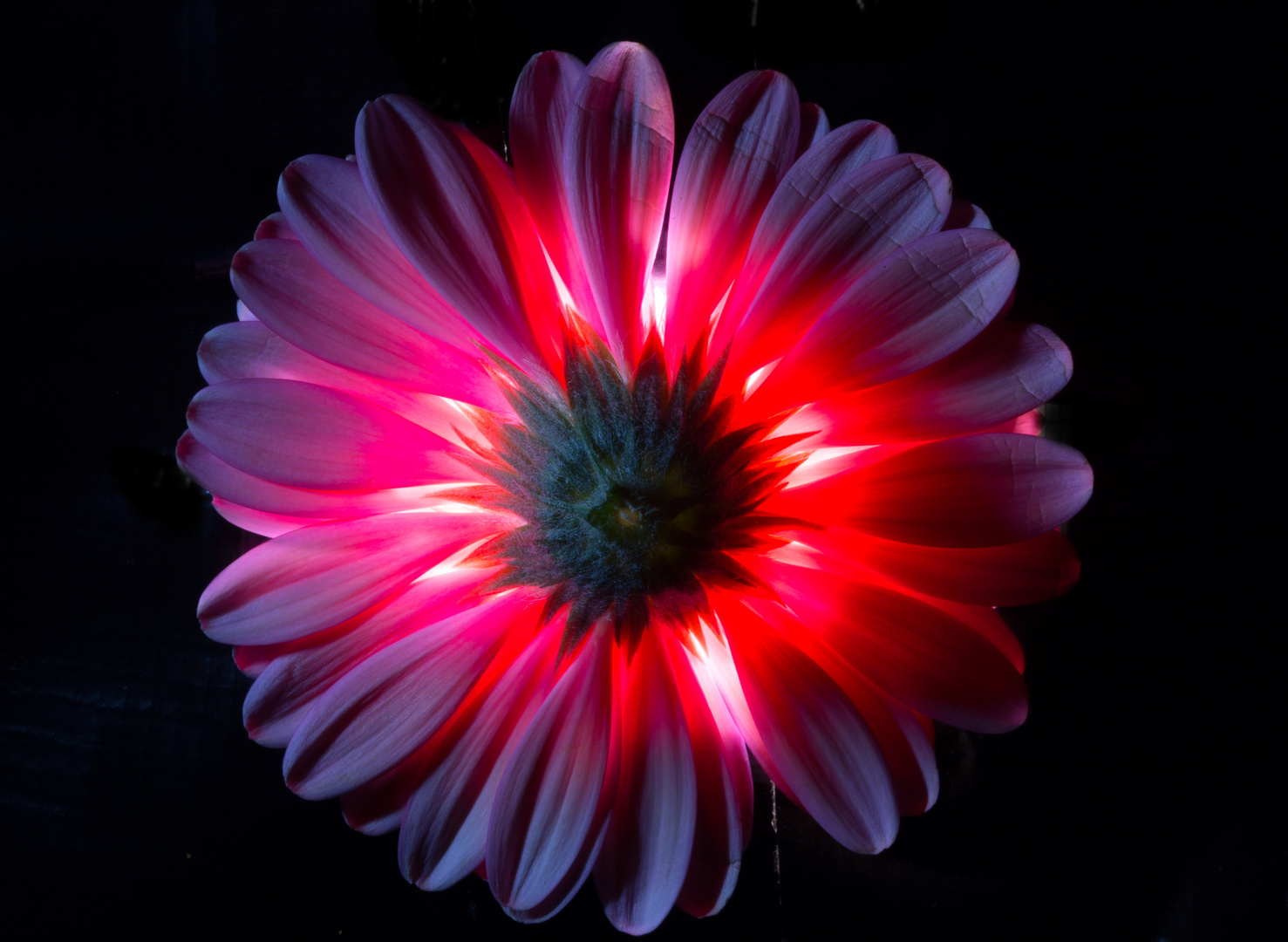 Gerbera 4