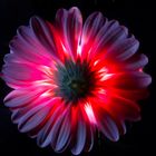 Gerbera 4