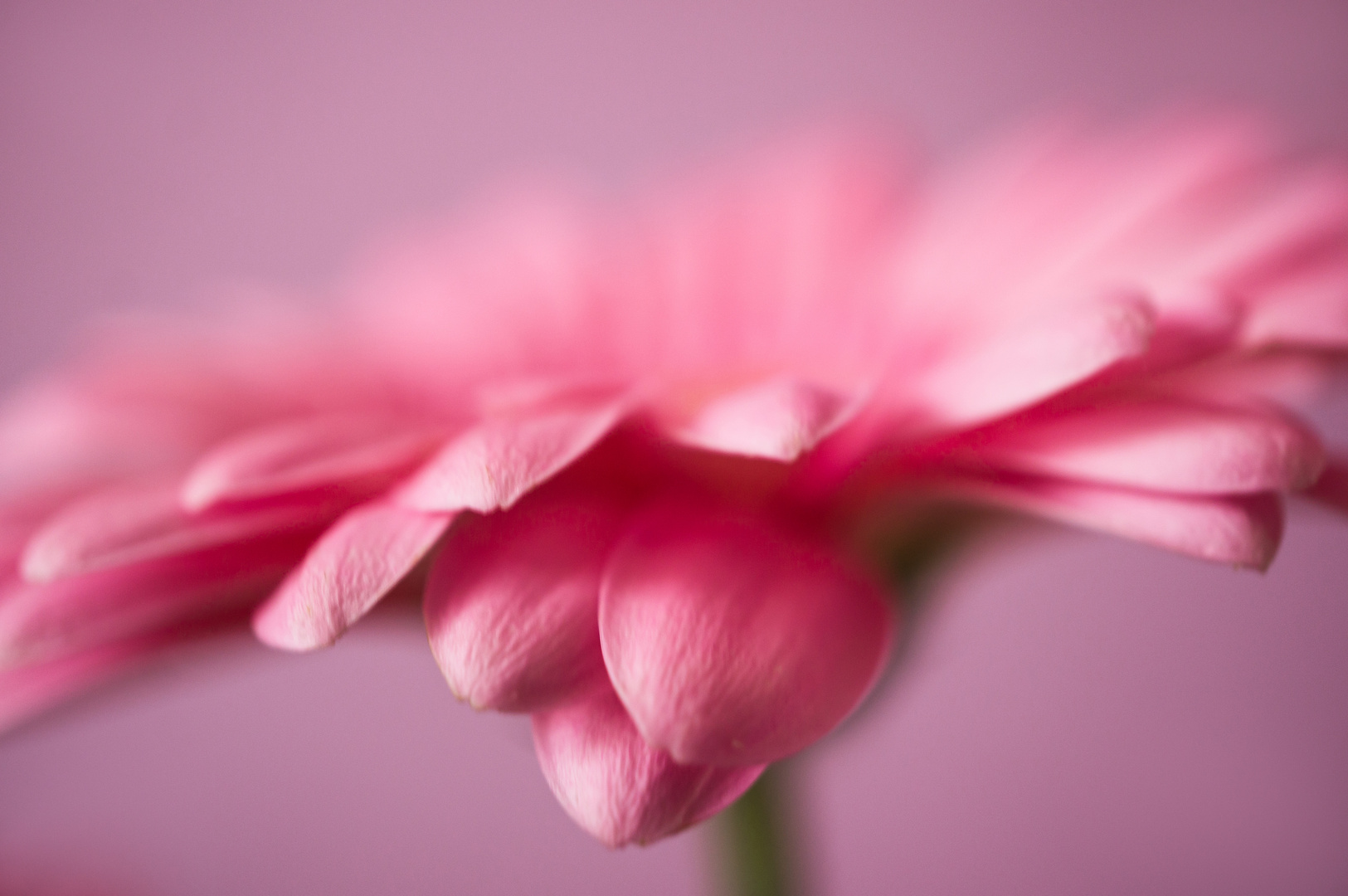 Gerbera