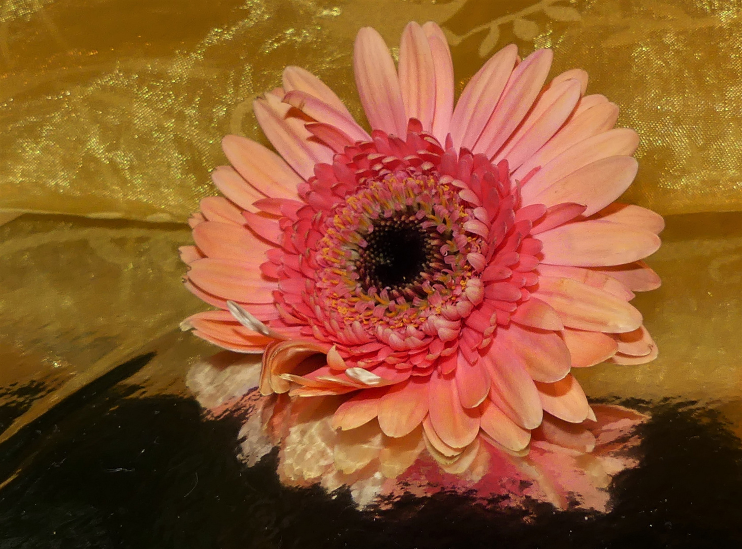 Gerbera